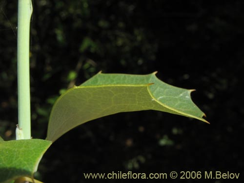 Bild von Berberis chilensis var. chilensis (Michay). Klicken Sie, um den Ausschnitt zu vergrössern.
