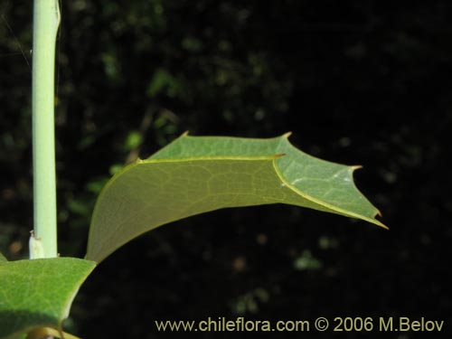 Imágen de Berberis chilensis var. chilensis (Michay). Haga un clic para aumentar parte de imágen.