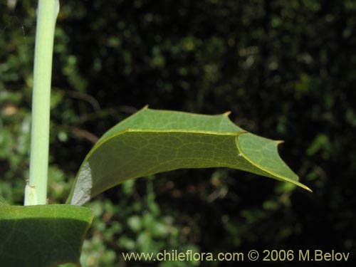 Bild von Berberis chilensis var. chilensis (Michay). Klicken Sie, um den Ausschnitt zu vergrössern.