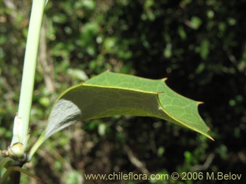 Berberis chilensis var. chilensisの写真