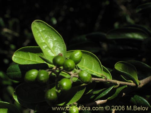 Image of Peumus boldus (Boldo). Click to enlarge parts of image.