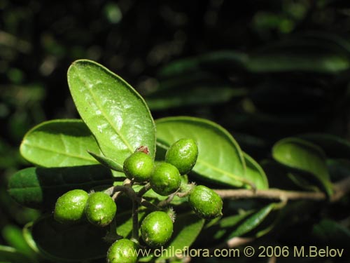 Фотография Peumus boldus (Boldo). Щелкните, чтобы увеличить вырез.