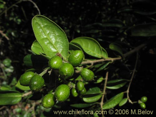 Image of Peumus boldus (Boldo). Click to enlarge parts of image.