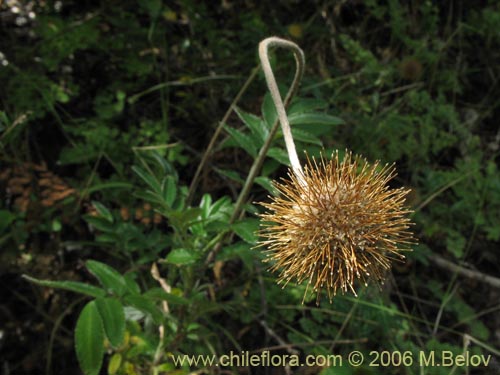 Фотография Acaena argentea (Cadillo / Trun / Amor seco / Zarzaparrilla / Proquín). Щелкните, чтобы увеличить вырез.