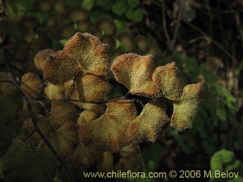 Adiantum chilense var. hirsutum의 사진