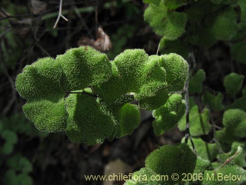 Image of Adiantum chilense var. hirsutum (Palito negro / Culantrillo / Cudú-namún). Click to enlarge parts of image.