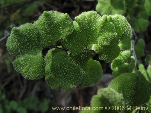 Imágen de Adiantum chilense var. hirsutum (Palito negro / Culantrillo / Cudú-namún). Haga un clic para aumentar parte de imágen.