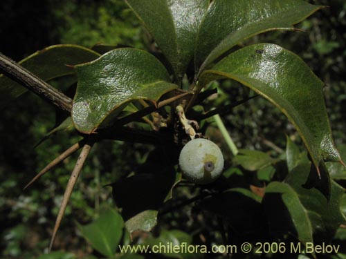 Bild von Berberis chilensis var. chilensis (Michay). Klicken Sie, um den Ausschnitt zu vergrössern.