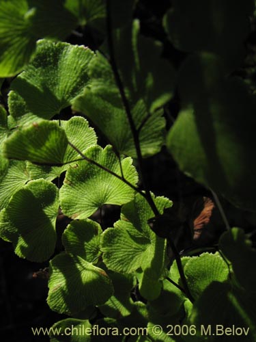 Imágen de Adiantum chilense var. hirsutum (Palito negro / Culantrillo / Cudú-namún). Haga un clic para aumentar parte de imágen.