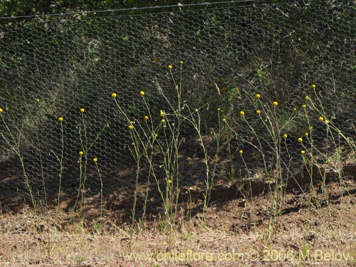 Image of Helenium aromaticum (Manzanilla del cerro)