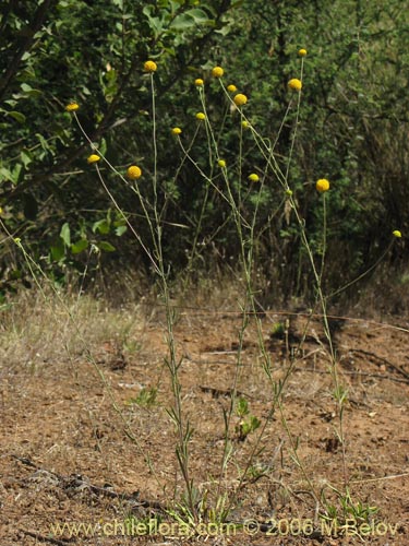 Image of Helenium aromaticum (Manzanilla del cerro)