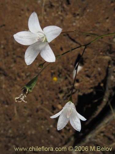 Wahlenbergia linarioides的照片