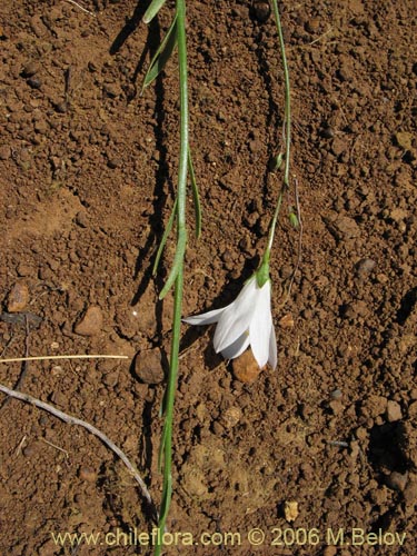 Image of Wahlenbergia linarioides (Uña-perquen). Click to enlarge parts of image.