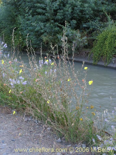 Image of Oenothera stricta (Flor de San Jos / Don Diego de la noche amarillo). Click to enlarge parts of image.