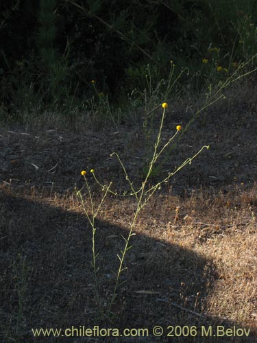 Image of Helenium aromaticum (Manzanilla del cerro)