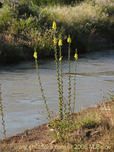 Verbascum virgatum的照片