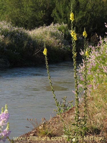 Imágen de Verbascum virgatum (Mitrún). Haga un clic para aumentar parte de imágen.