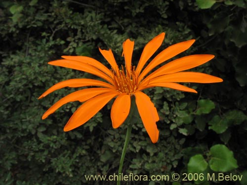 Bild von Mutisia decurrens (Clavel del campo anaranjado). Klicken Sie, um den Ausschnitt zu vergrössern.