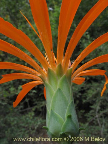 Image of Mutisia decurrens (Clavel del campo anaranjado). Click to enlarge parts of image.