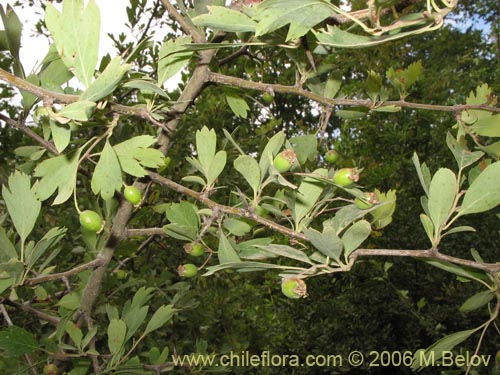 Imágen de Crataegus monogyna (Crategus / Peumo alemán / Peumo extranjero). Haga un clic para aumentar parte de imágen.