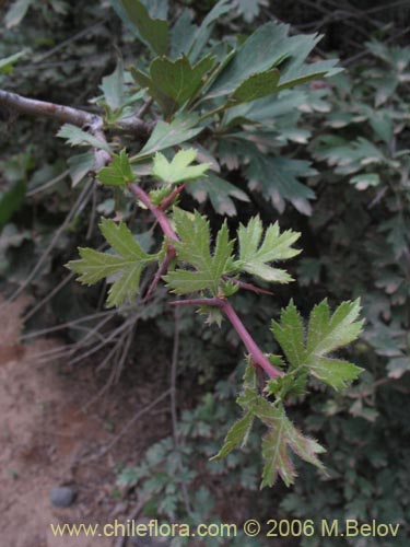 Imágen de Crataegus monogyna (Crategus / Peumo alemán / Peumo extranjero). Haga un clic para aumentar parte de imágen.