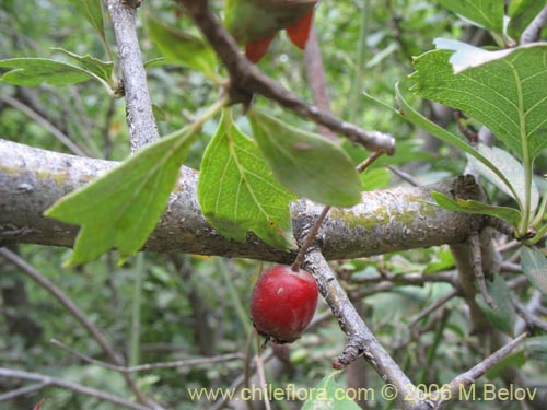 Imágen de Crataegus monogyna (Crategus / Peumo alemán / Peumo extranjero). Haga un clic para aumentar parte de imágen.