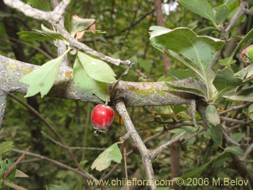 Imágen de Crataegus monogyna (Crategus / Peumo alemán / Peumo extranjero). Haga un clic para aumentar parte de imágen.