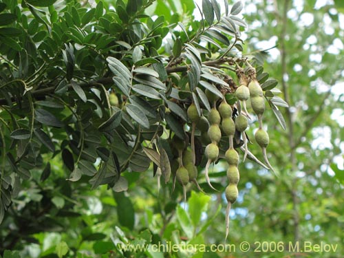 Image of Sophora macrocarpa (Mayo). Click to enlarge parts of image.