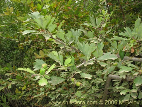 Imágen de Crataegus monogyna (Crategus / Peumo alemán / Peumo extranjero). Haga un clic para aumentar parte de imágen.