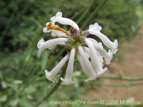 Image of Diostea juncea (Retama o retamo (de cordillera)). Click to enlarge parts of image.