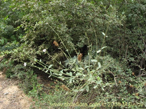 Image of Diostea juncea (Retama o retamo (de cordillera)). Click to enlarge parts of image.