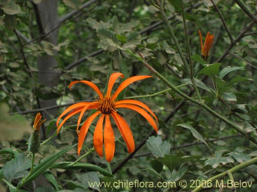 Image of Mutisia decurrens (Clavel del campo anaranjado). Click to enlarge parts of image.