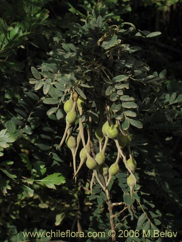 Фотография Sophora macrocarpa (Mayo). Щелкните, чтобы увеличить вырез.