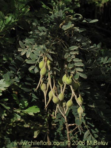 Image of Sophora macrocarpa (Mayo). Click to enlarge parts of image.