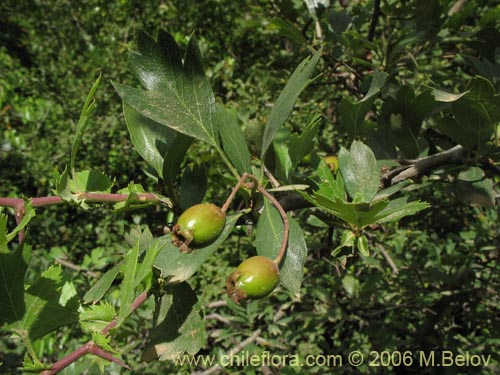 Imágen de Crataegus monogyna (Crategus / Peumo alemán / Peumo extranjero). Haga un clic para aumentar parte de imágen.