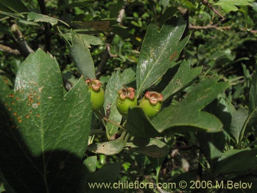 Imágen de Crataegus monogyna (Crategus / Peumo alemán / Peumo extranjero). Haga un clic para aumentar parte de imágen.