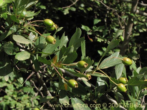 Imágen de Crataegus monogyna (Crategus / Peumo alemán / Peumo extranjero). Haga un clic para aumentar parte de imágen.