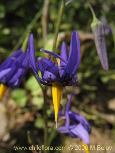 Bild von Conanthera bifolia (Pajarito del campo / Flor de la viuda). Klicken Sie, um den Ausschnitt zu vergrössern.