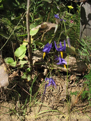 Bild von Conanthera bifolia (Pajarito del campo / Flor de la viuda). Klicken Sie, um den Ausschnitt zu vergrössern.