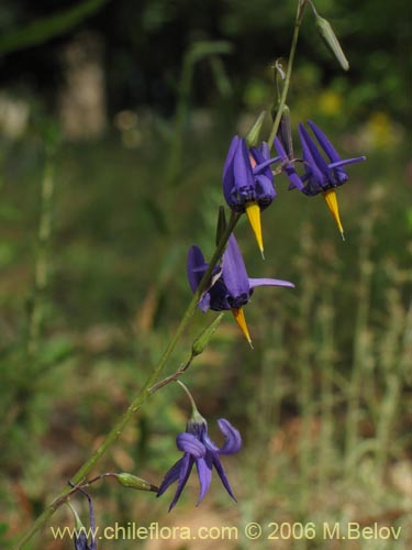 Image of Conanthera bifolia (Pajarito del campo / Flor de la viuda). Click to enlarge parts of image.