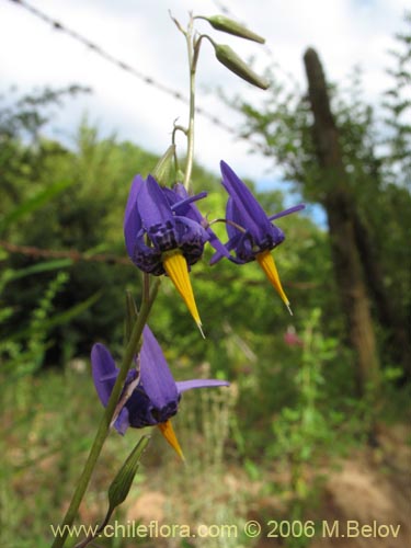 Bild von Conanthera bifolia (Pajarito del campo / Flor de la viuda). Klicken Sie, um den Ausschnitt zu vergrössern.