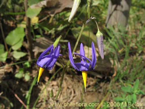 Bild von Conanthera bifolia (Pajarito del campo / Flor de la viuda). Klicken Sie, um den Ausschnitt zu vergrössern.