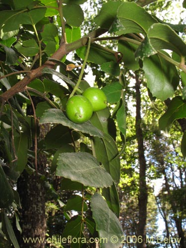 Image of Gevuina avellana (Avellano / Gevuín). Click to enlarge parts of image.