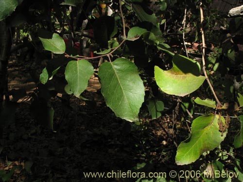 Image of Lomatia hirsuta (Radal / Raral / Nogal silvestre). Click to enlarge parts of image.