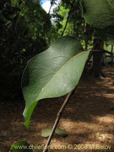 Image of Lomatia hirsuta (Radal / Raral / Nogal silvestre). Click to enlarge parts of image.