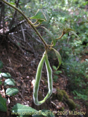 Фотография Elytropus chilensis (Quilmay / Poroto del campo). Щелкните, чтобы увеличить вырез.