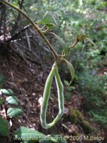 Imágen de Elytropus chilensis (Quilmay / Poroto del campo). Haga un clic para aumentar parte de imágen.