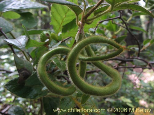 Imágen de Elytropus chilensis (Quilmay / Poroto del campo). Haga un clic para aumentar parte de imágen.