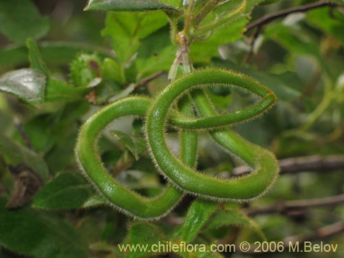 Imágen de Elytropus chilensis (Quilmay / Poroto del campo). Haga un clic para aumentar parte de imágen.