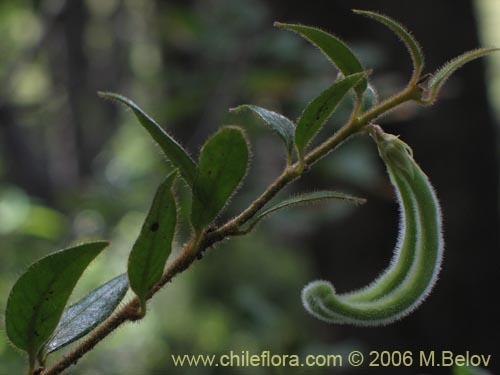 Imágen de Elytropus chilensis (Quilmay / Poroto del campo). Haga un clic para aumentar parte de imágen.